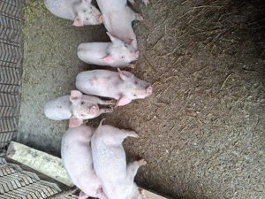 Purcei de vânzare  - imagine 5