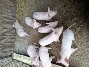 Purcei de vânzare  - imagine 4