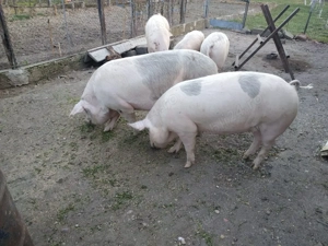 Vand porc  - imagine 5