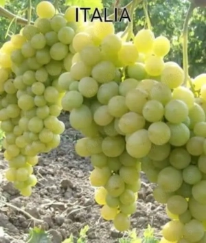 butasi de vita de vie de anul 2 și de anul 3 