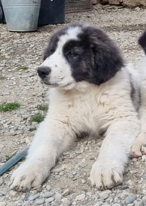 Puiuți Ciobănesc românesc de Bucovina 
