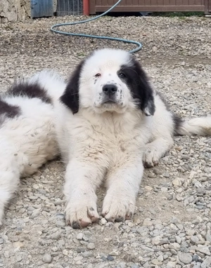 Femeluță Ciobănesc românesc de Bucovina 