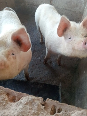 vand 2scroafe frumoase 