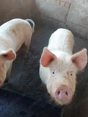 vand 2scroafe frumoase  - imagine 2