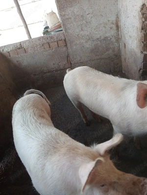 vand 2scroafe frumoase  - imagine 3