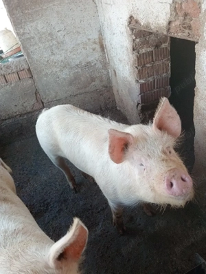 vand 2scroafe frumoase  - imagine 4