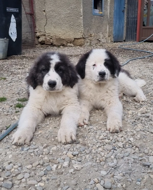 Puiuți Ciobănesc românesc de Bucovina 