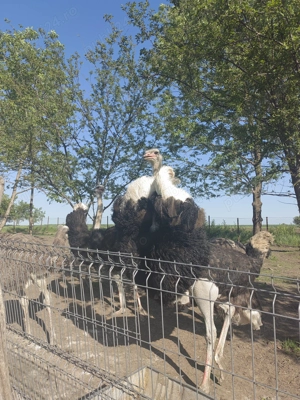 Mascul struț, talie mare - imagine 3