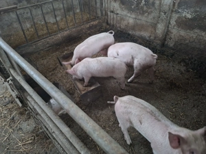 Purcei 8 saptamani - imagine 2