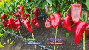 Rasad rosii castraveti ardei vinete alte rasaduri legume de vanzare - imagine 7