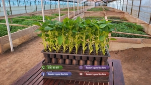 Rasad rosii castraveti ardei vinete alte rasaduri legume de vanzare - imagine 6