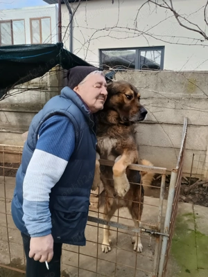 Vand ciobănesc caucazian - imagine 2