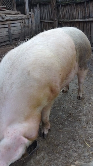 Porci de Țară. - imagine 2