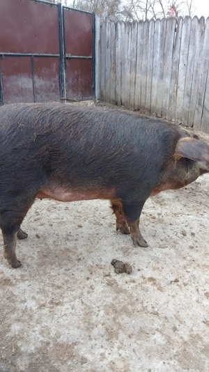 Porci de Țară. - imagine 5