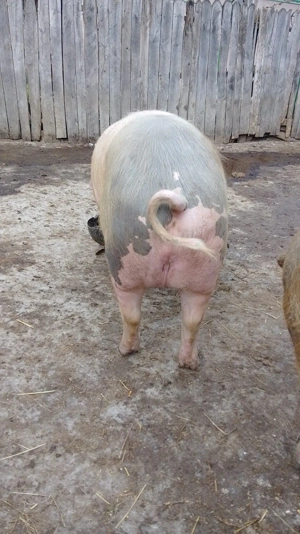 Porci Mari de Țară  - imagine 2