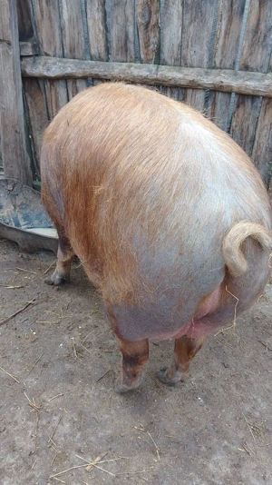 Porci Mari de Țară  - imagine 3