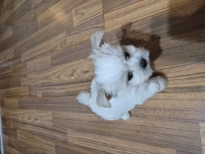 Vand catelusi bichon maltez - imagine 5