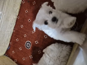 Vand catelusi bichon maltez - imagine 2