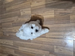 Vand catelusi bichon maltez toy - imagine 3
