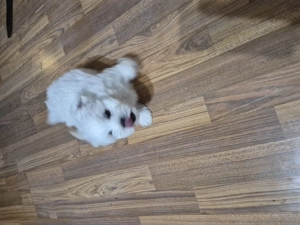 Vand catelusi bichon maltez - imagine 3