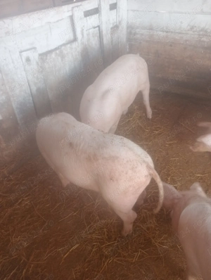 Vanzare 2 Marele alb - imagine 2