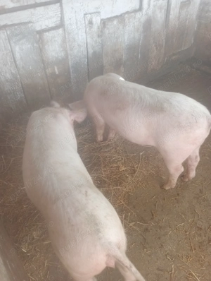 Vanzare 2 Marele alb