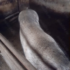 Purcea de vanzare  - imagine 3