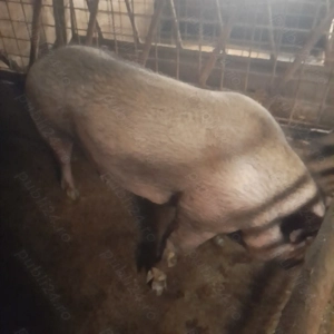 Purcea de vanzare  - imagine 4