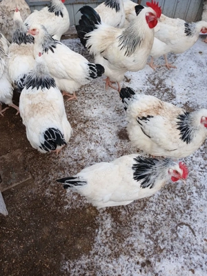 Ouă incubație păsări Sussex Herminat deschis - imagine 2