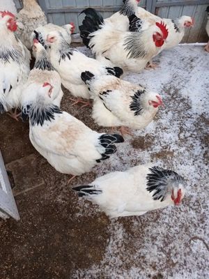 Ouă incubație păsări Sussex Herminat deschis