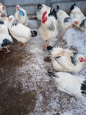 Ouă incubație păsări Sussex Herminat deschis - imagine 3