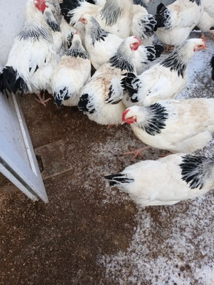 Ouă incubație păsări Sussex Herminat deschis - imagine 5