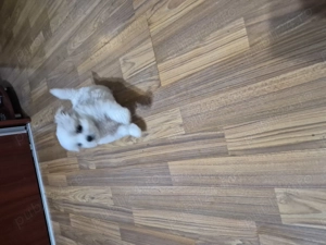 Vand catelusi bichon maltez toy - imagine 4