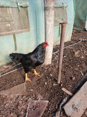 Combatant indian de vînzare  - imagine 3