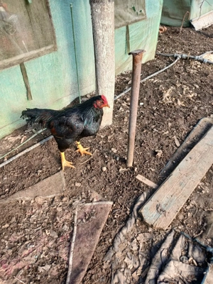 Combatant indian de vînzare  - imagine 5