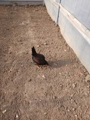 Combatant indian de vînzare  - imagine 4