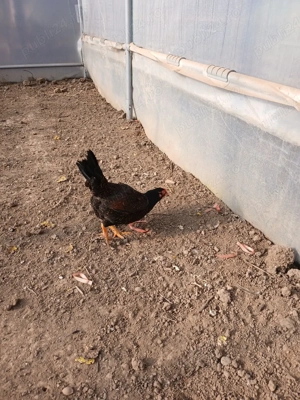 Combatant indian de vînzare  - imagine 2