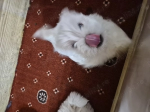 Vand catelusi bichon maltez toy - imagine 5