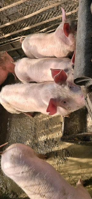 De vânzare 5 purcei . - imagine 4