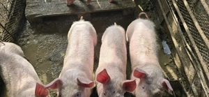 De vânzare 5 purcei .