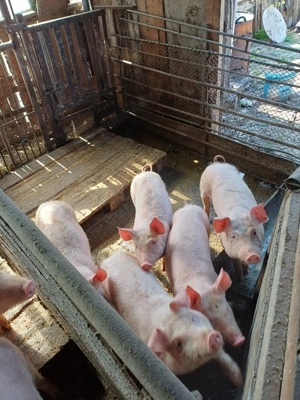 De vânzare 5 purcei . - imagine 3