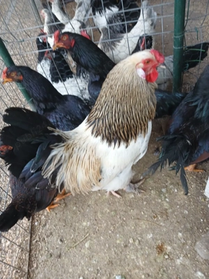 Cocoș de vînzare - imagine 2