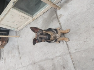 Cățelușă ciobănesc german 