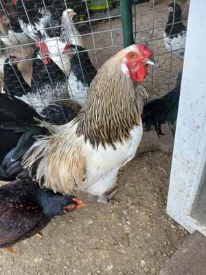 Cocoș de vînzare - imagine 4