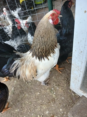 Cocoș de vînzare - imagine 3