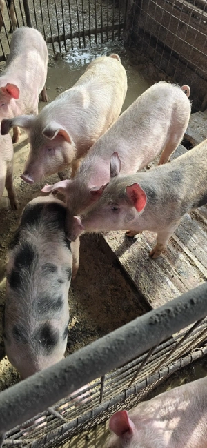 De vânzare soldani. - imagine 5