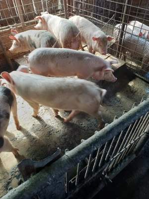 De vânzare soldani. - imagine 2