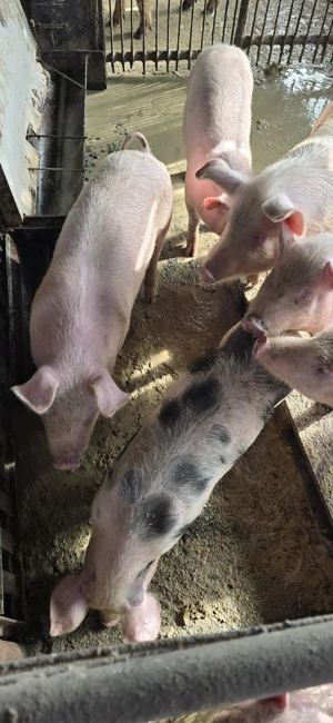 De vânzare soldani. - imagine 4