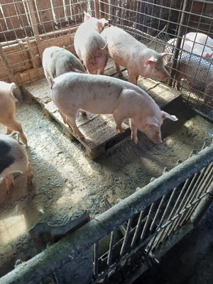 De vânzare soldani. - imagine 3