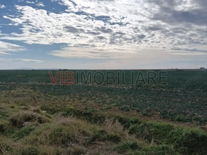 Ferma Agricolă 1.350 Hectare – Grad de Comasare 96–97%, Chișineu Criș, Județul Arad - imagine 7